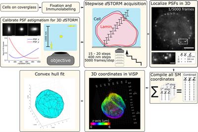 Frontiers | 3D Single Molecule Super-Resolution Microscopy Of Whole ...